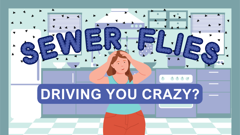 Sewer Flies Driving You Crazy?