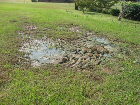 water standing in a yard over a failing septic system
