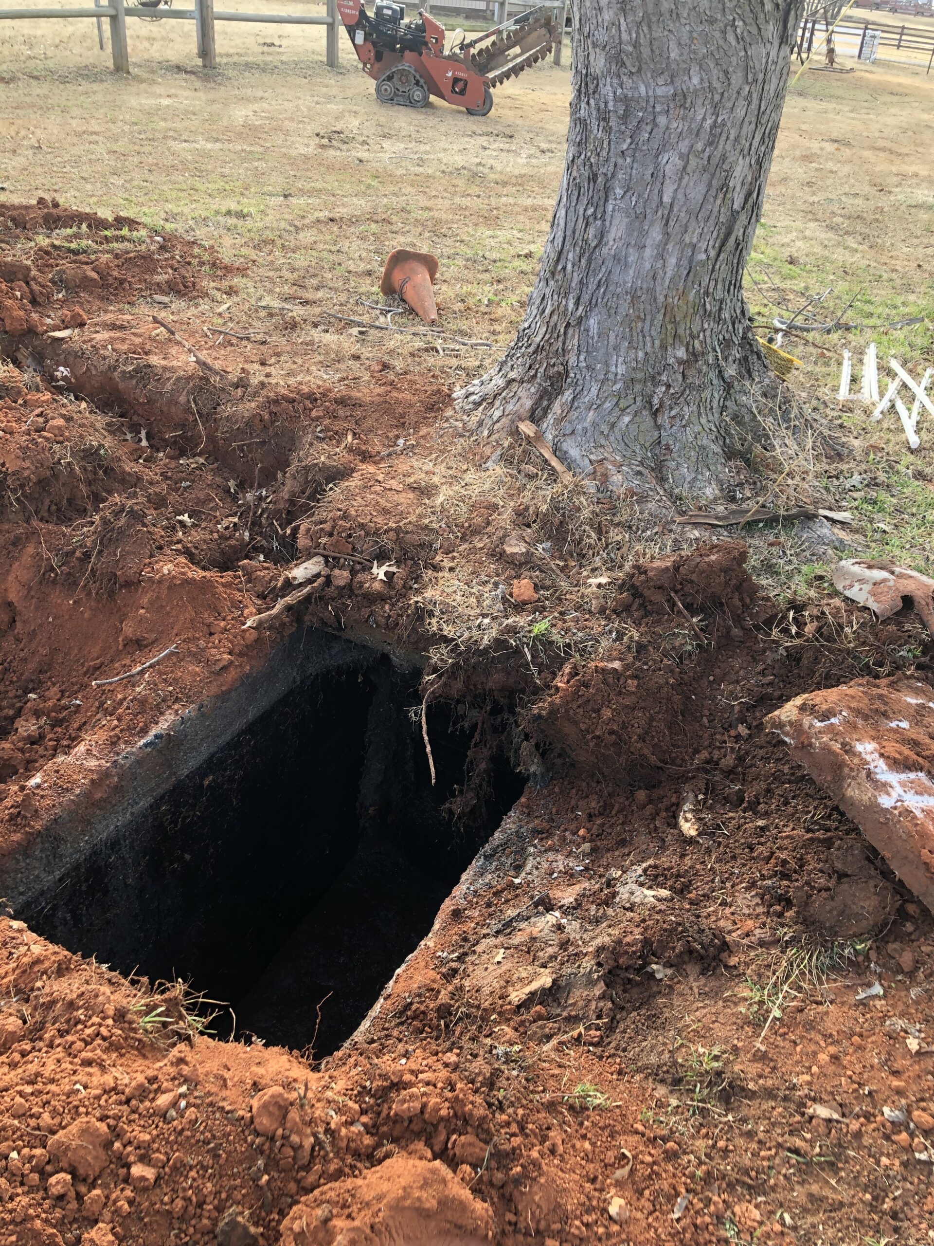 large tree growing over a septic tank